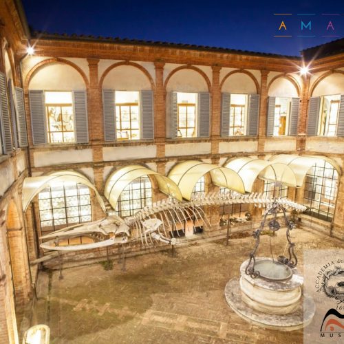 Il canto della balena