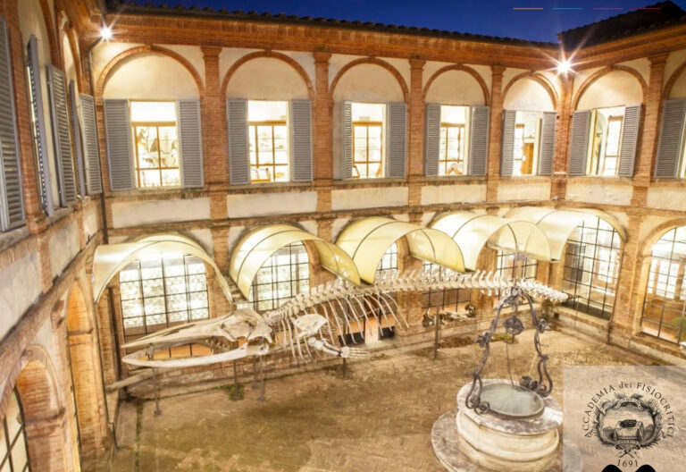 Il canto della balena